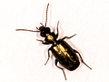 Syntomus foveatus